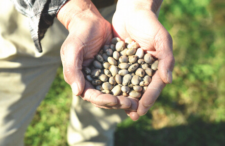 自社農園と選りすぐり産地直送の国産ムクナ豆