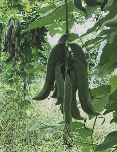 ムクナ豆