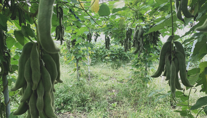 ムクナ豆はインド原産のつる性のマメ科の植物です。